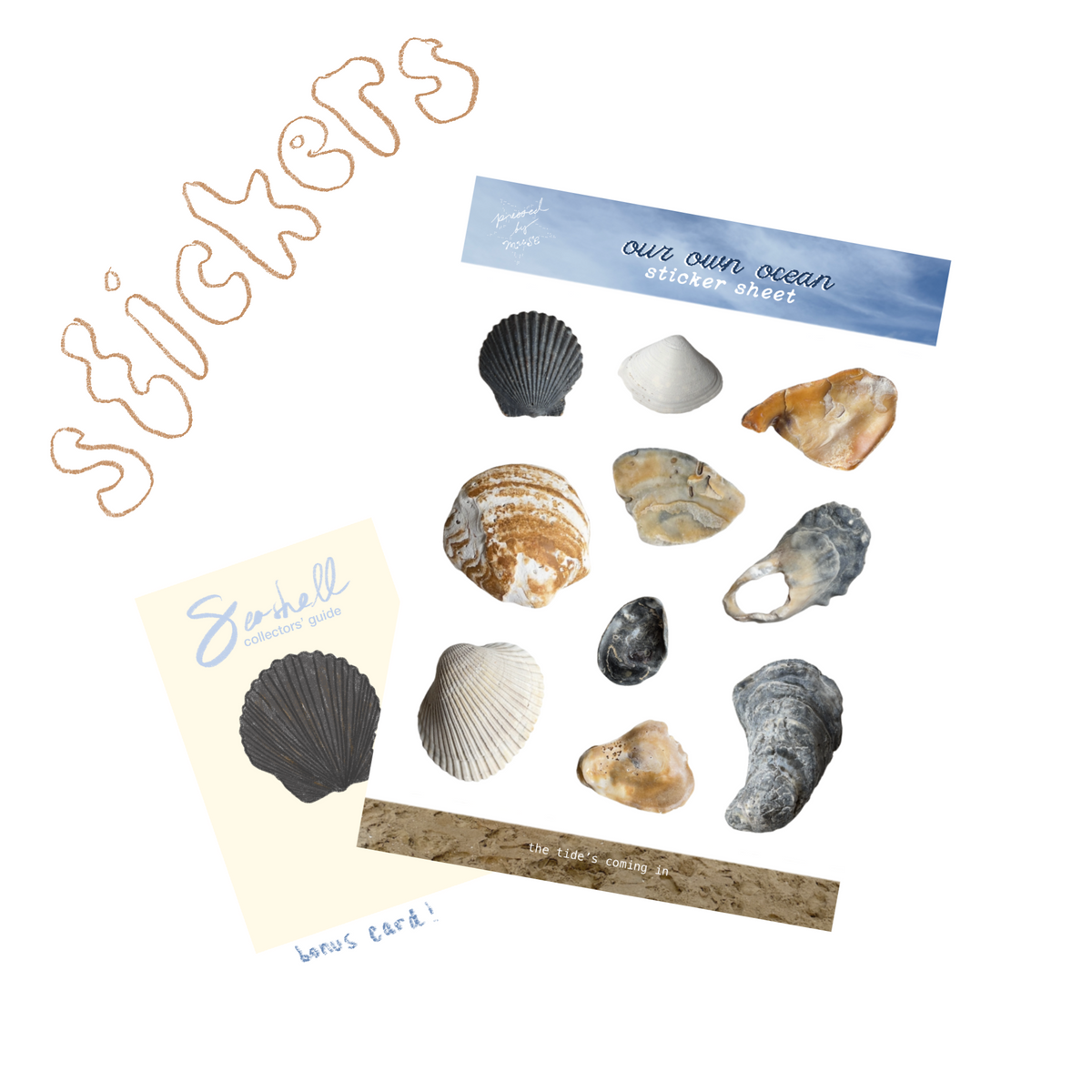 ‘Seashell Sticker Sheet’ & Shell Collector Card-1